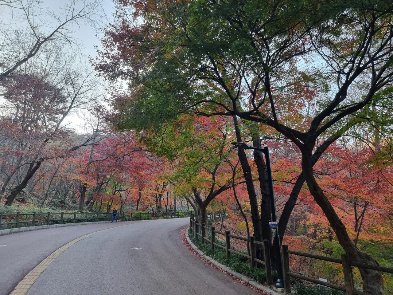 알록달록-단풍나무-길