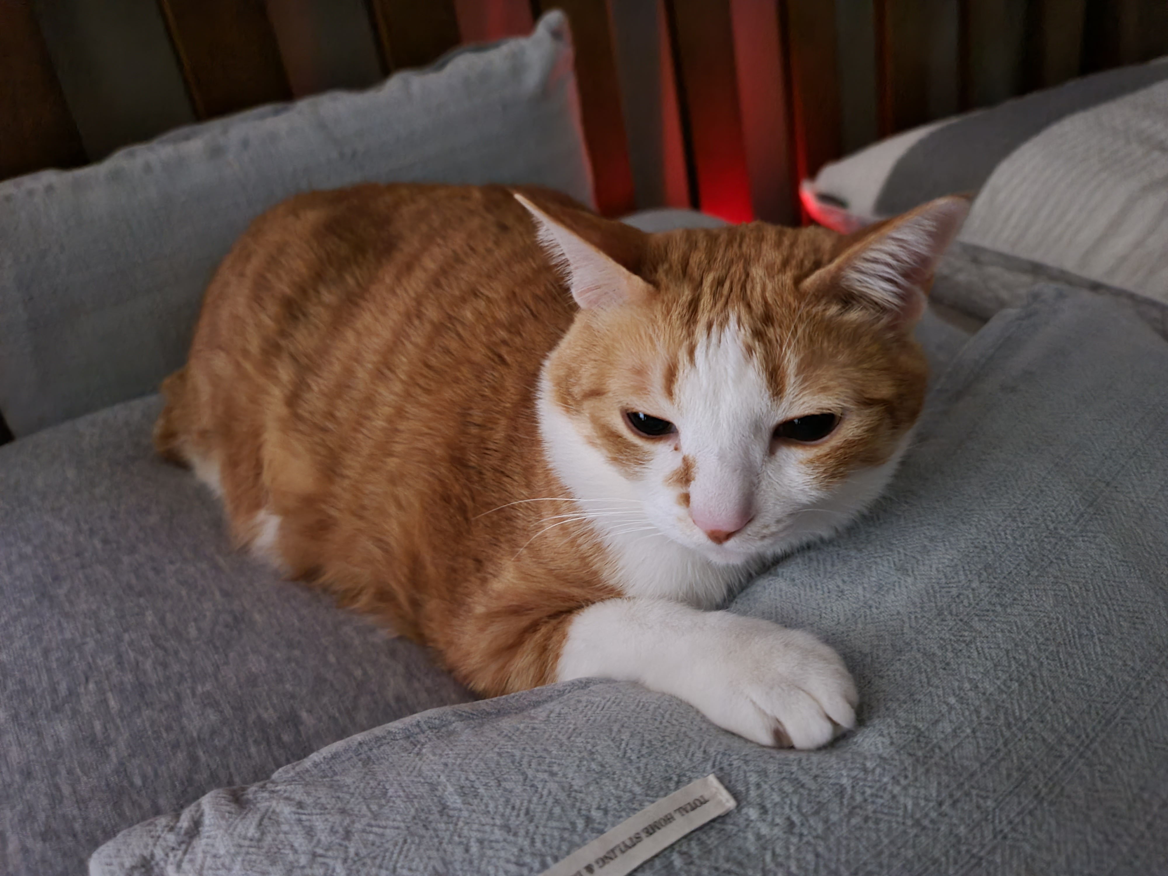 자는 순간마저 사랑스러운 그동물 고양이 (feat. 호야)