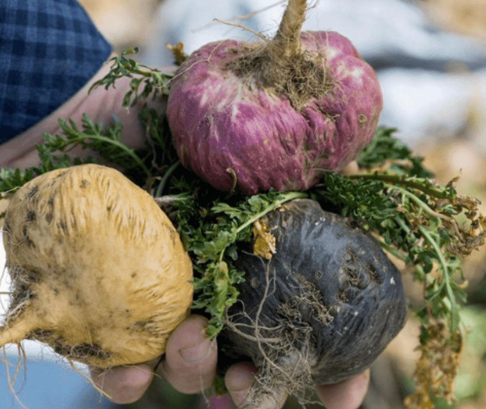 마카 주요 성분