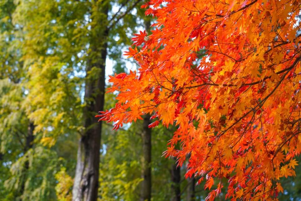 대전 장태산 자연휴양림