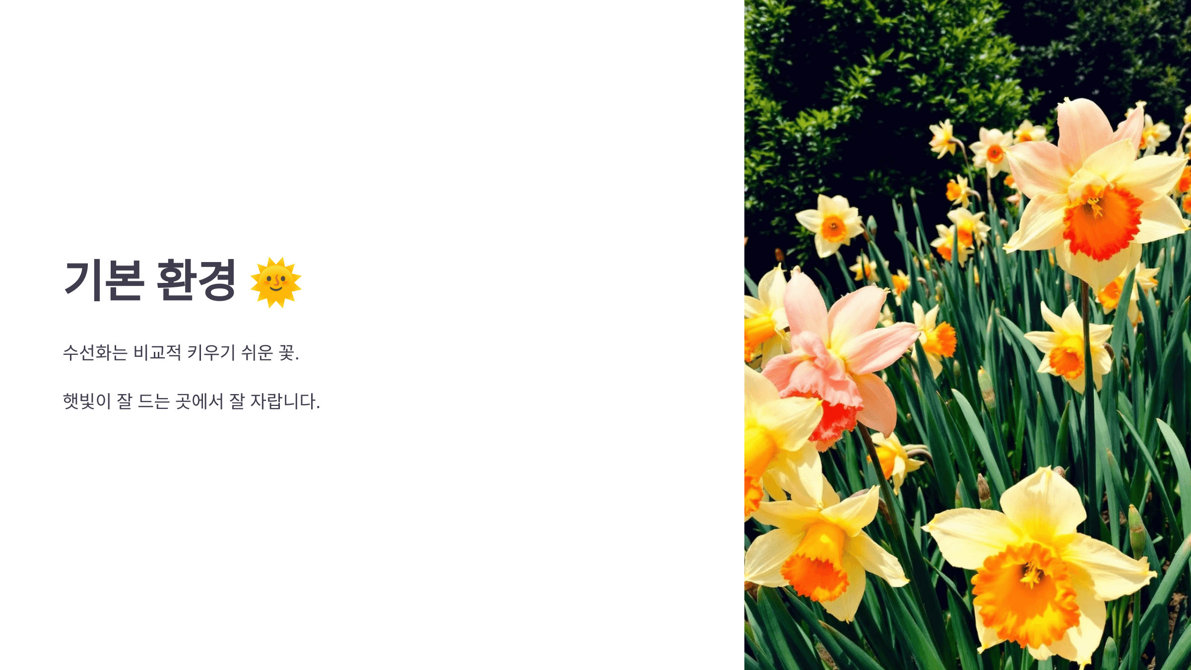 수선화 사진입니다.