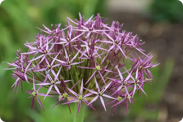 부추김치 맛있게 담그는 법