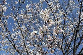 봄 나들이 벚꽃