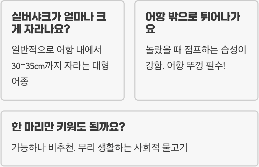 실버샤크 키우기 A to Z (어항, 먹이, 수질 관리)