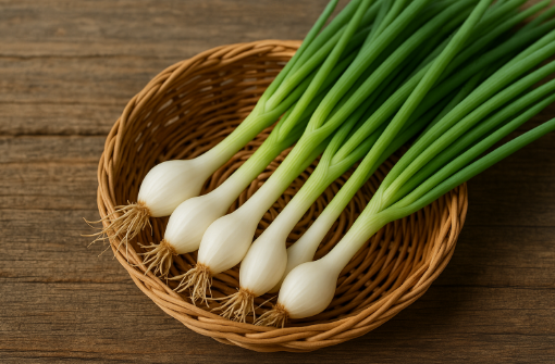 삼동파 모종 키우기