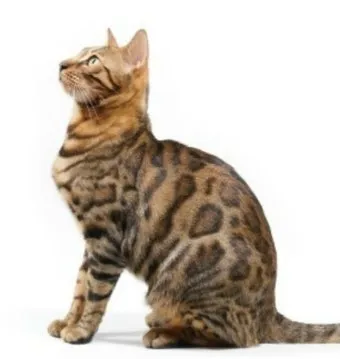 뱅갈고양이 유전병 털빠짐 무늬 수명 가격_6