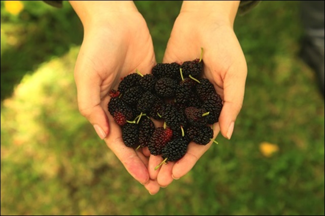 오디 먹는 법 안내
