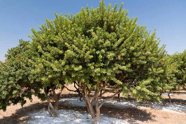 매스틱검 효능 부작용 성분 복용법 추천 (자로우 매스틱검)