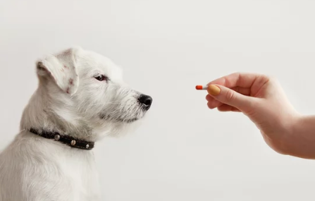 치료받는 강아지 /출처:어도비스톡