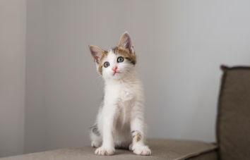 반려동물 예방접종 및 검강검진