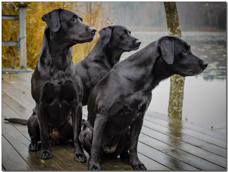 검은색 래브라도 리트리버 세마리