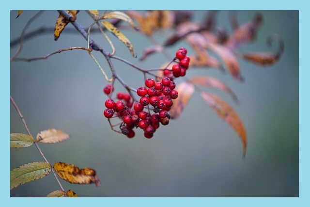 약재로-쓰이는-열매