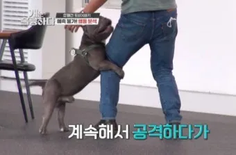 강아지 마운팅 이유 해결 방법_10