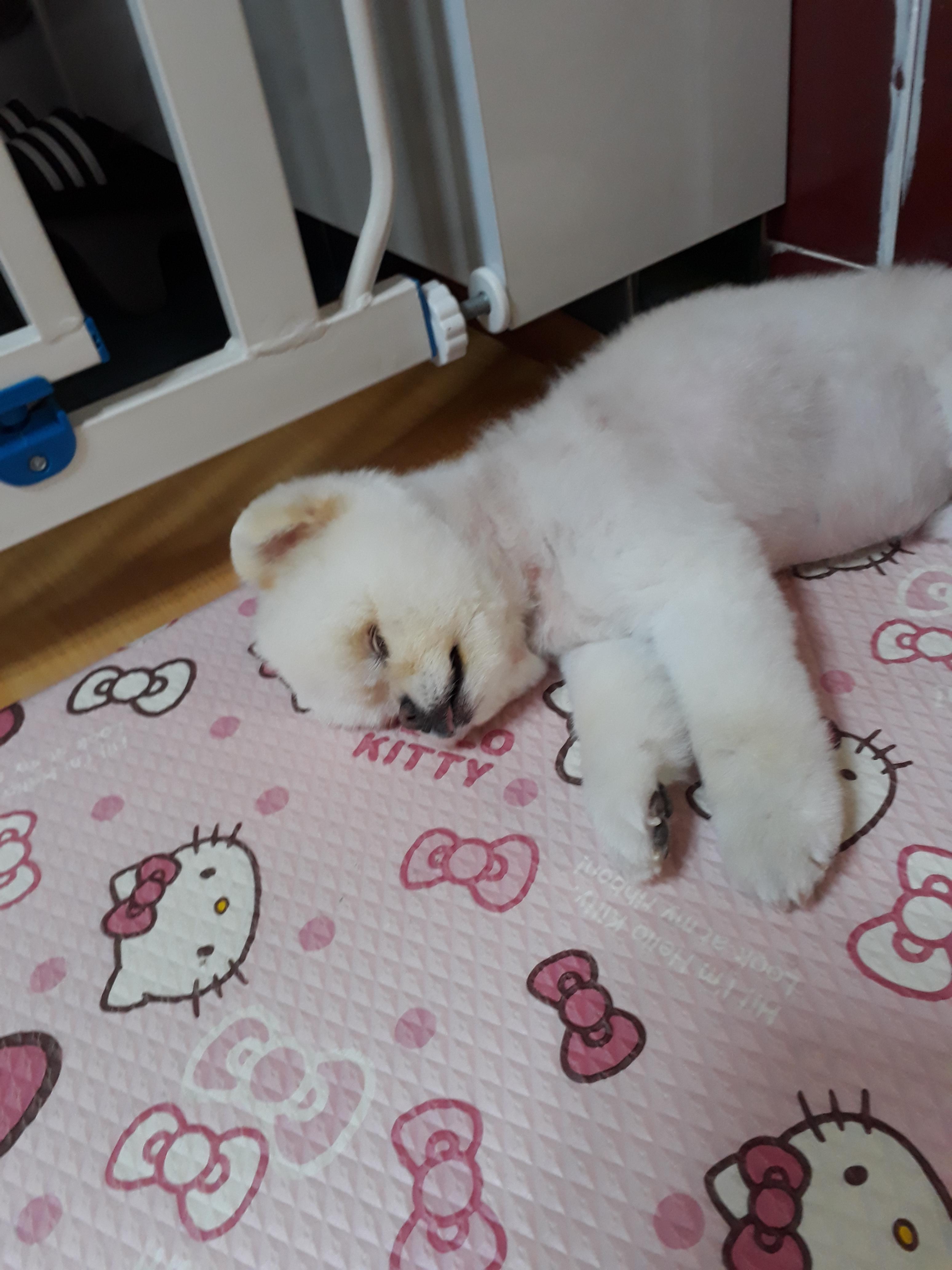 강아지가 싫어하는 행동 : 싫어하는 행동 23가지