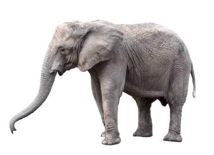 코끼리가물뿌리는꿈 코끼리꿈 