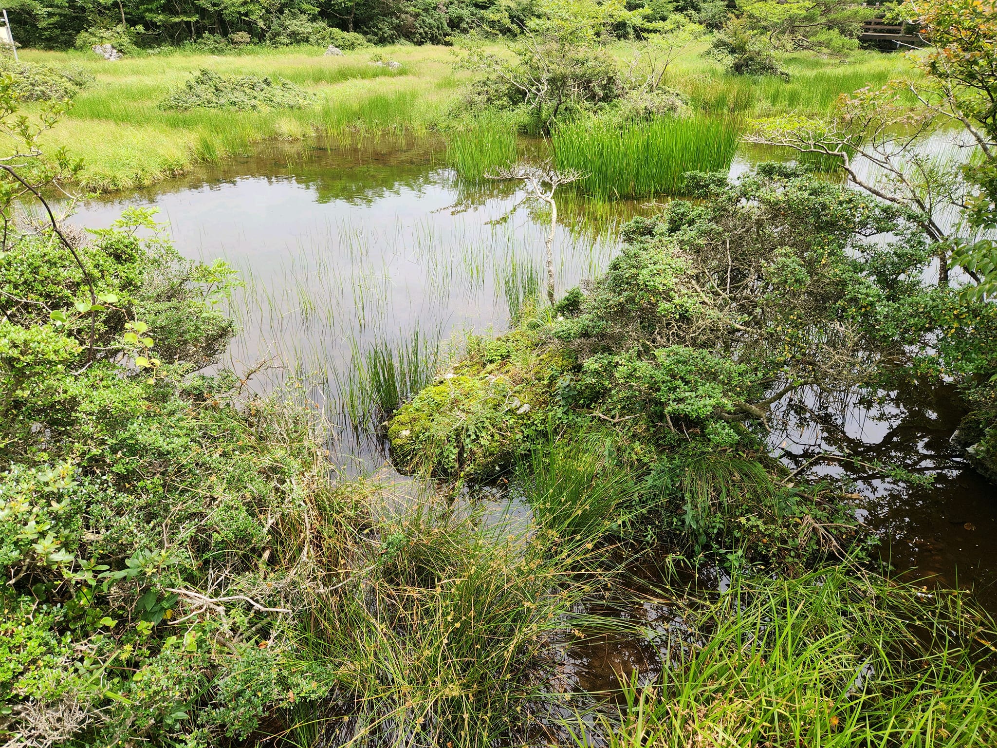 해발 1,100m에 차로 올라가는 람사르 습지 제주 1100고지