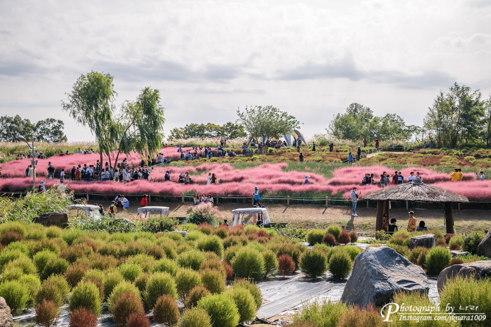 하늘공원 뎁사리와 핑크뮬리