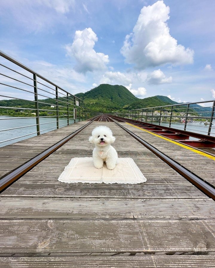 애견동반 드라이브 코스