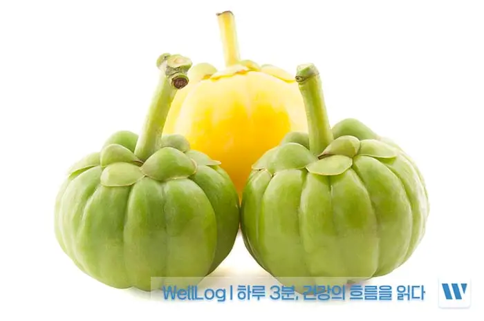 가르시니아 캄보지아 효능, 효과, 복용방법