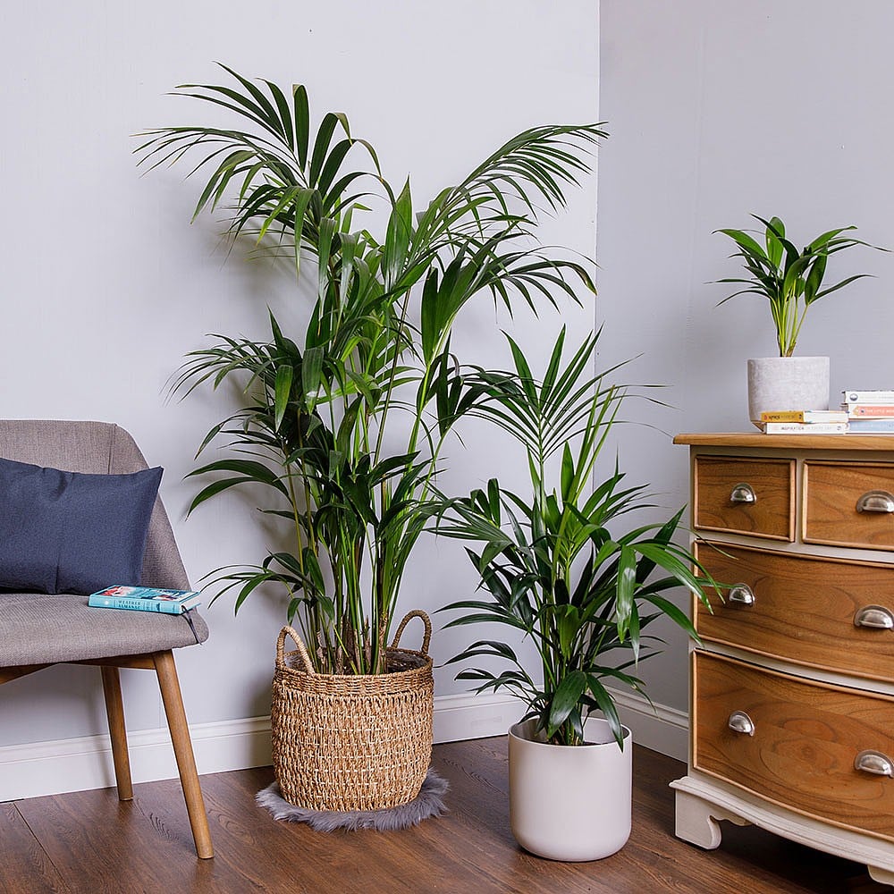 거실을 위한 최고의 실내 식물