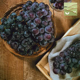 머루포도 효능키우기제철머루포도주 담그기먹는 방법보관 방법 안내_6