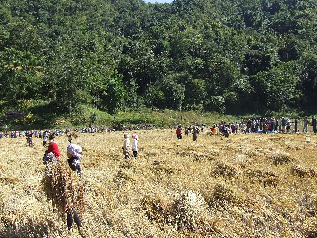 가을 저녁 널빤지 위에서 굴리는 들깨 털기 풍경