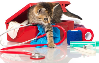 아기 고양이와 의료 기구들.