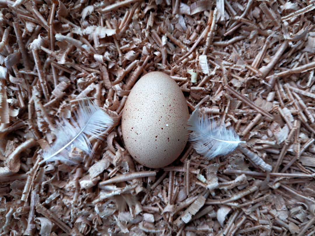 Incubation
