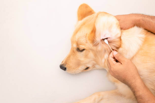 강아지 귀지 색깔로 보는 건강 신호, 그냥 지나치지 마세요!