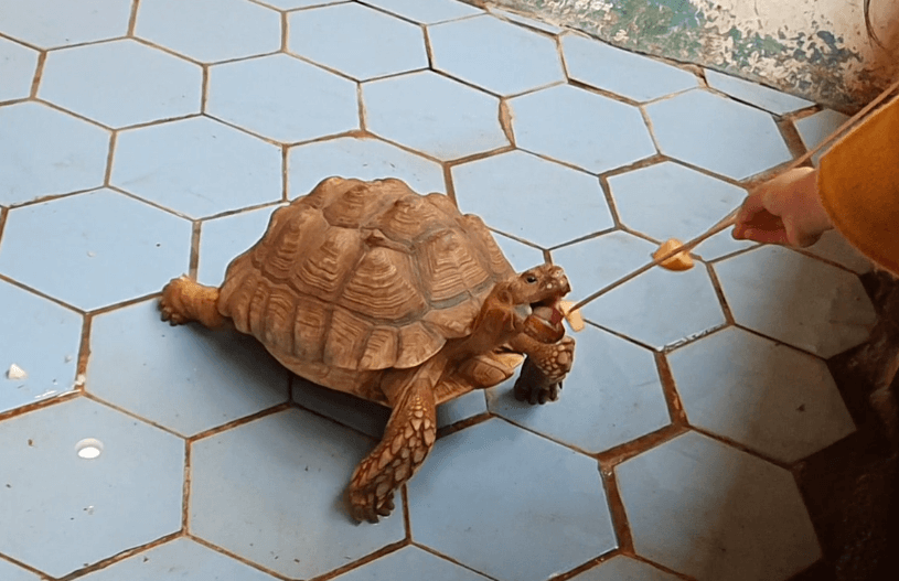 실내동물원-설가타육지거북-먹이체험