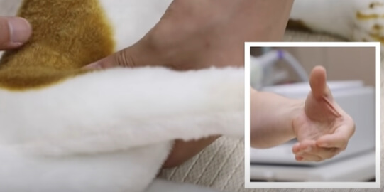 고양이 심장마사지