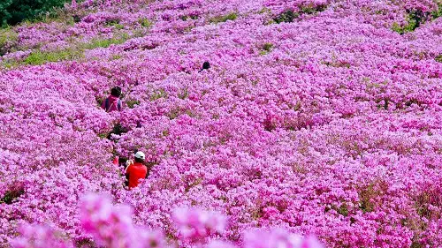 장수 봉화산 철쭉군락지