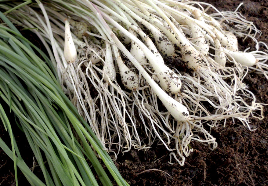 락교(염교)의 효능