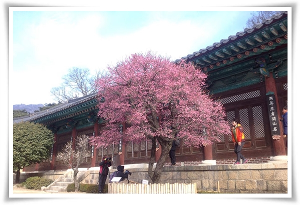 "매화" 겨울을 깨우는 은은한 향기의 비밀을 간직한 백매화 홍매화 청매화!