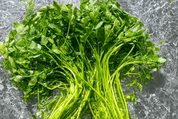 미나리 사진 - 00115