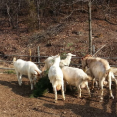 산양
