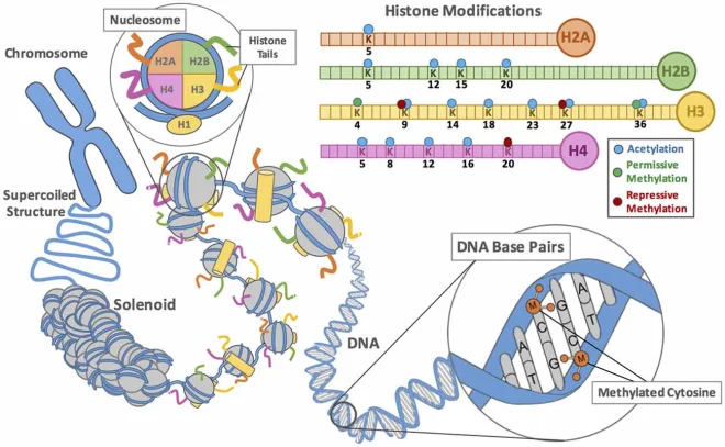 인간 유전체 프로젝트 해독