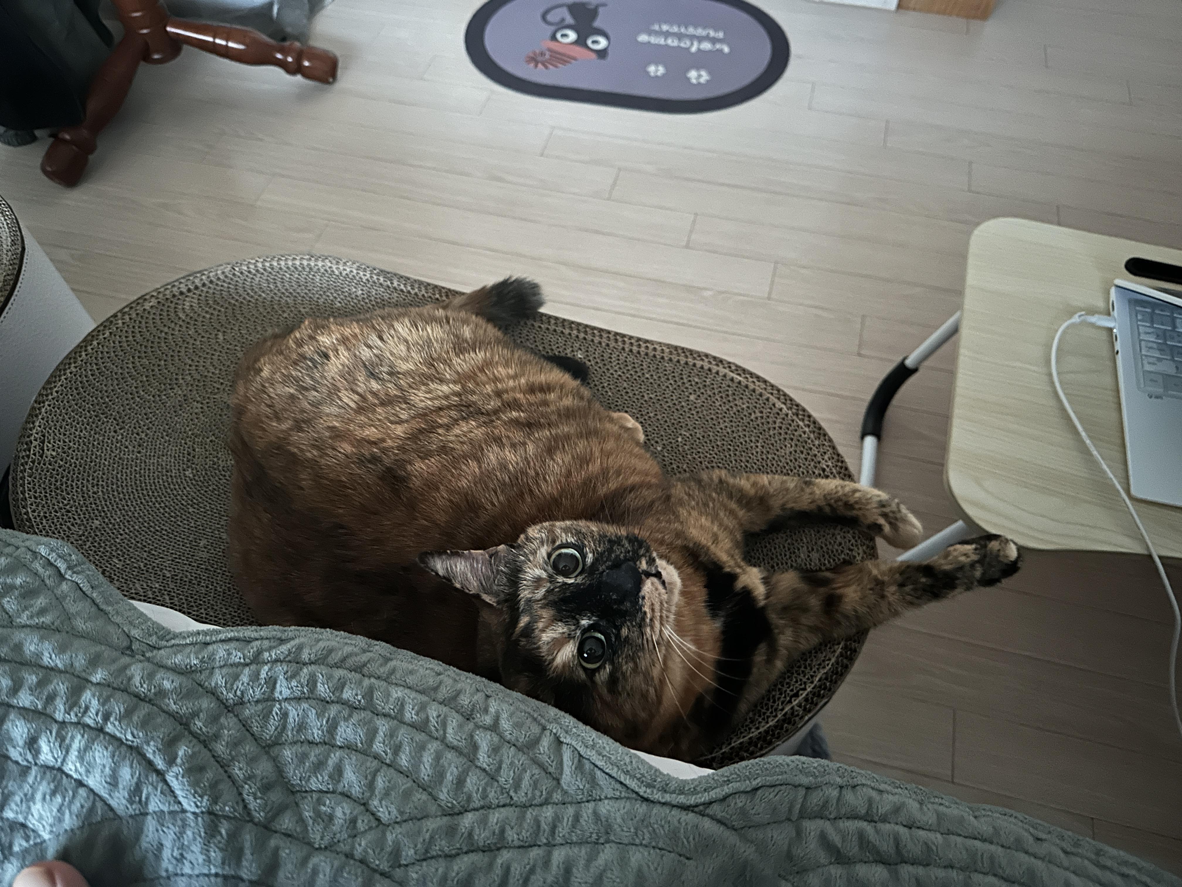 올려다보는_카오스_고양이_사랑이