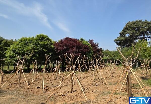 예산 절감·탄소중립 두 마리 토끼! 장성의 지혜로운 수목 활용