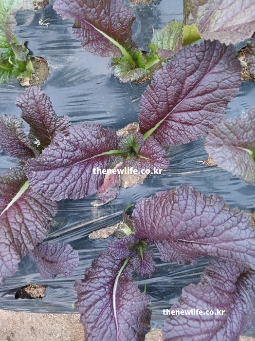 본문에서 설명한 적겨자 효능의 원천인 붉은 잎이 밭에서 자라고 있는 모습