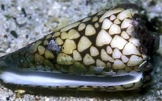 대리석 원뿔소라