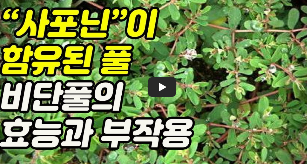 비단풀 효능과 부작용 총정리 : 전통 약초의 놀라운 기능