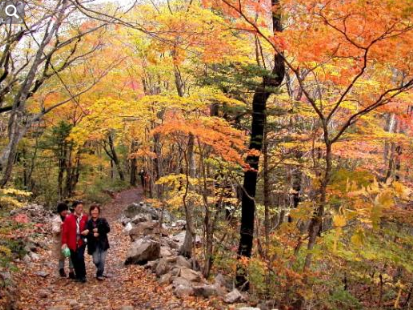 곰배령 예약하기