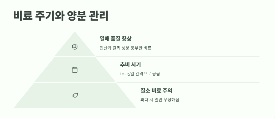 방울토마토 키우기 완벽 정리 11