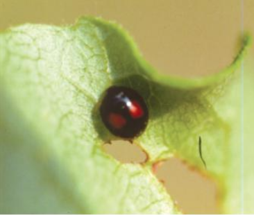 두점알벼룩잎벌레