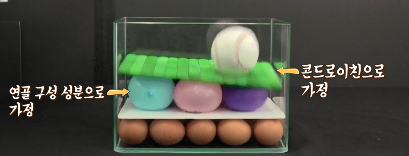 콘드로이친 효능