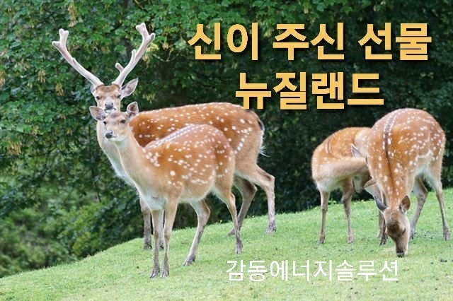 뉴질랜드 사슴태반