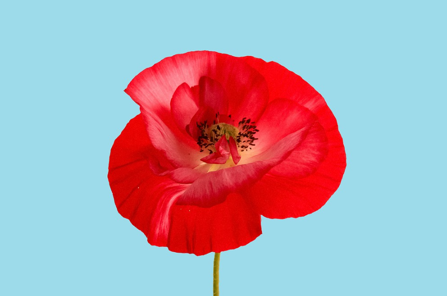 원주 용수골 꽃양귀비 축제