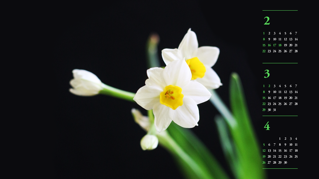 09 흰색 수선화 검정배경 B - 2026년3월 달력배경화면