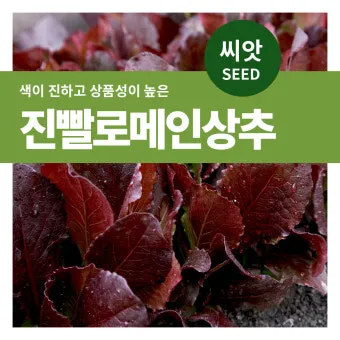 로메인 재배 재식 거리 통풍 확보 병해 줄이기_12